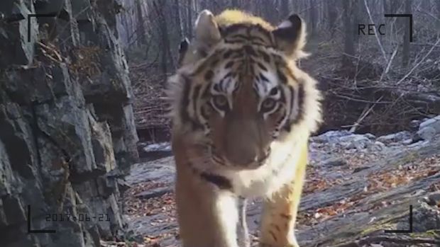 preview image for Von 50 auf 500: Sibirische Tiger erholen sich langsam